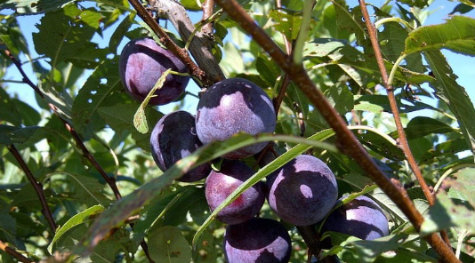 Prunus × nigra 'Satalpa'