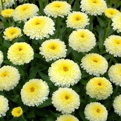 Leucanthemum 'Luna'