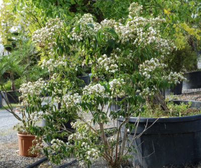 Buisson du septième fils en arbre