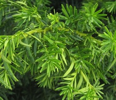 Taxus media 'Densiformis' (Bonsai)