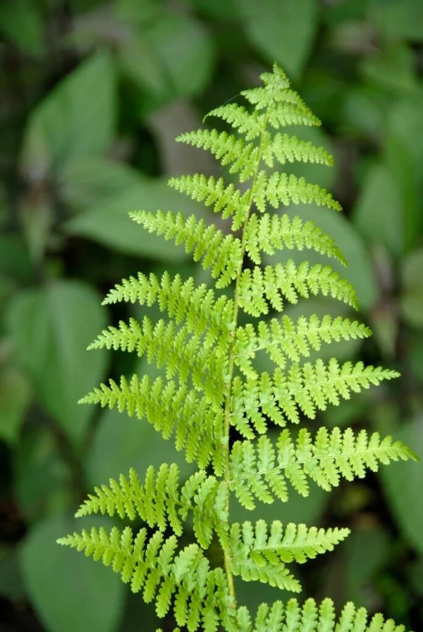 Fougère mâle 'Barnesii'