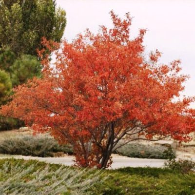 Amelanchier à grandes fleurs 'Autumn Brilliance'