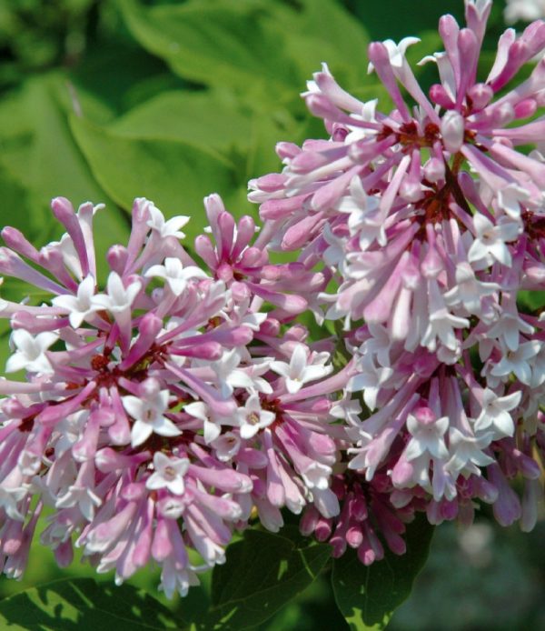 Syringa patula 'Miss Kim' (sur tige)
