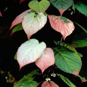Actinidia kolomikta 'Pasha' (mâle)