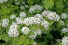 Physocarpus opulifolius 'Dart's Gold' STD