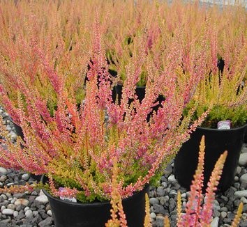 Calluna vulgaris 'Kerstin'