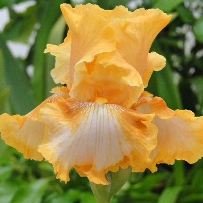 Iris germanica 'Cajun Rhythmn'