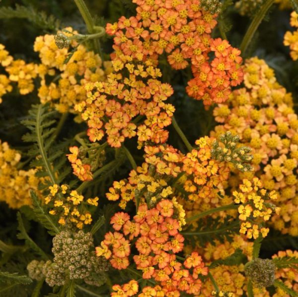 Achillea millefolium 'Milly Rock Yellow'