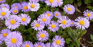 Aster