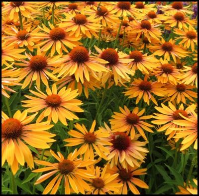 Echinacea hybrid 'Big Kahuna'