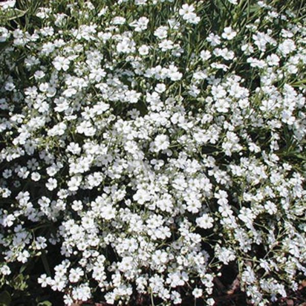 Gypsophila pan. 'Snowflake'