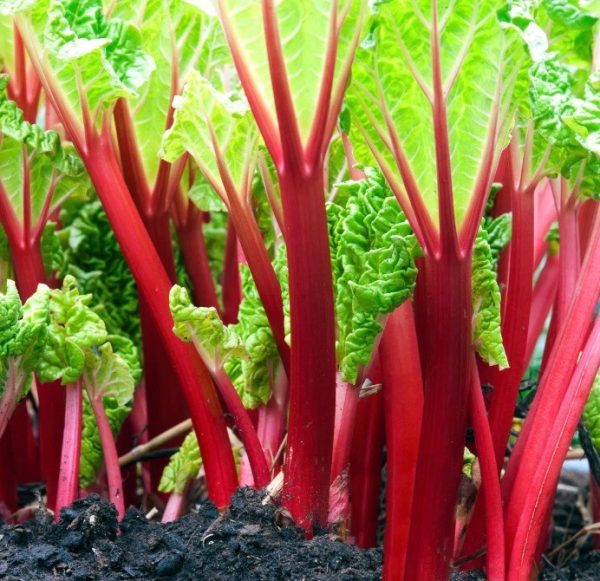 Rheum 'Strawberry Red'