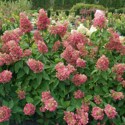Hydrangea paniculata 'Pinky Winky Prime'