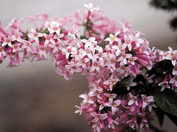 Syringa prestoniae 'Miss Canada' (sur tige)