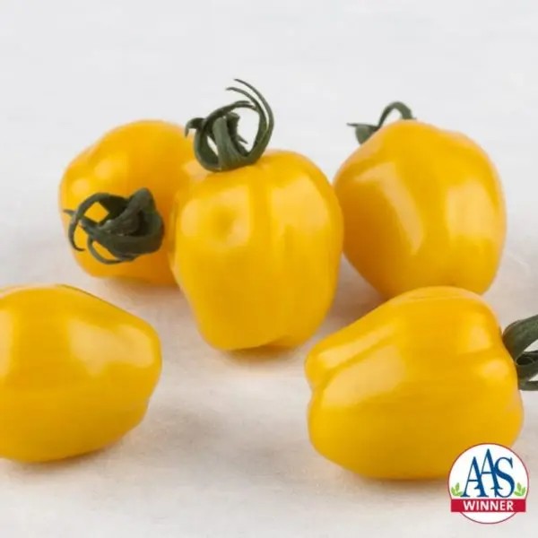 Tomate jaune indéterminée