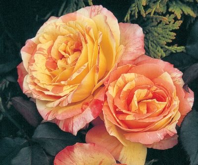 Rosa HT 'Rainbow Niagara'