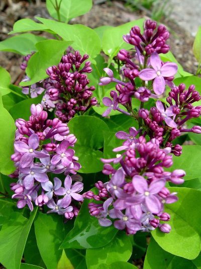 Lilas commun 'Prairie Petite'