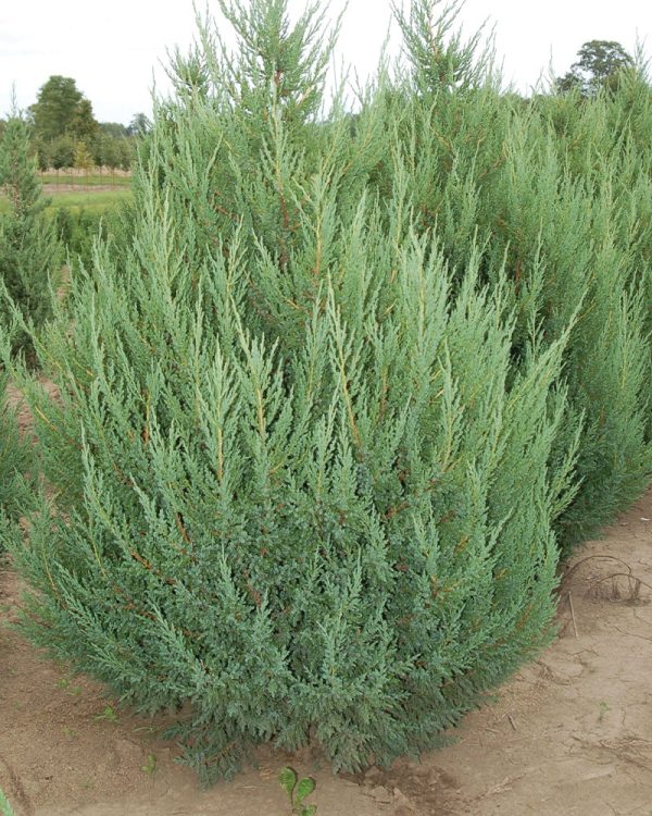 Juniperus chinensis 'Mountbatten'