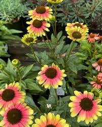 Echinacea 'Kismet Pink Lemonade'