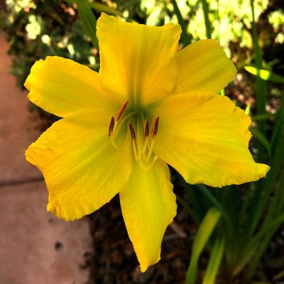 Hemerocallis 'See You Tomorrow'