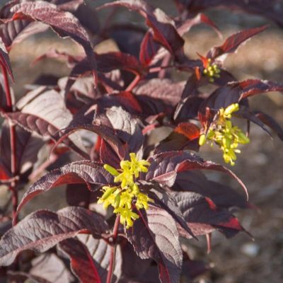 Diervillé Nightglow