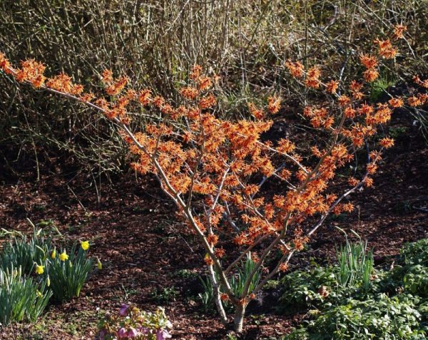 Hamamelis intermedia 'Aphrodite'