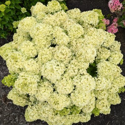 Hydrangea paniculata 'Bubble Bath' BE