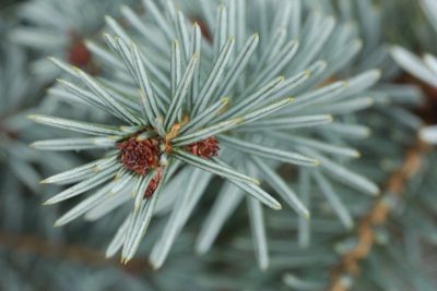 Picea omorika 'Blue Sky'