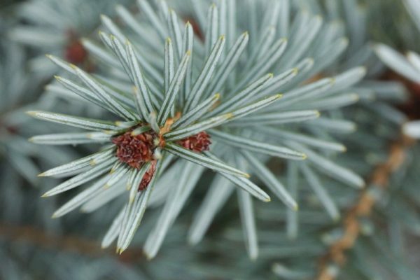 Picea omorika 'Blue Sky'