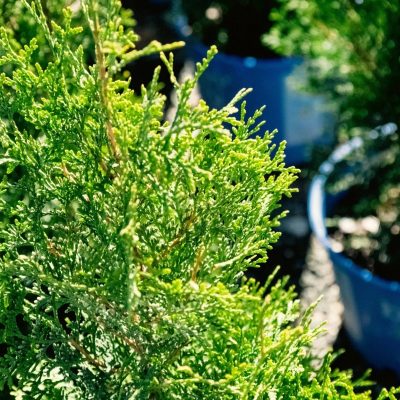 Thuya occidentalis 'Private Jet' BE