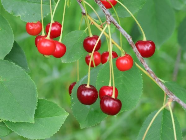 Cerisier 'Juliet' (griotte)