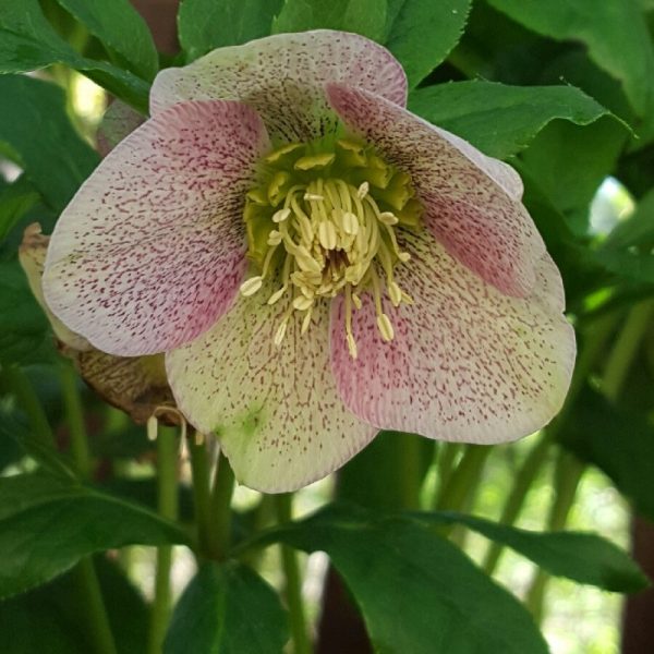 Helleborus x 'Winter Queen Strain'