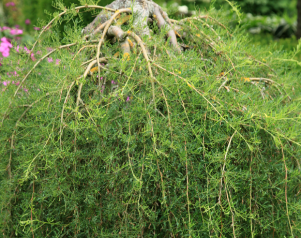 Caraganier 'Silver Spire' (sur tige)