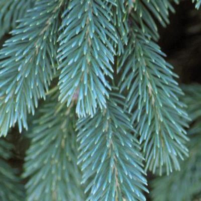 White Spruce