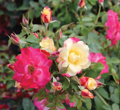 Rosier 'Campfire' Artistes Canadiens