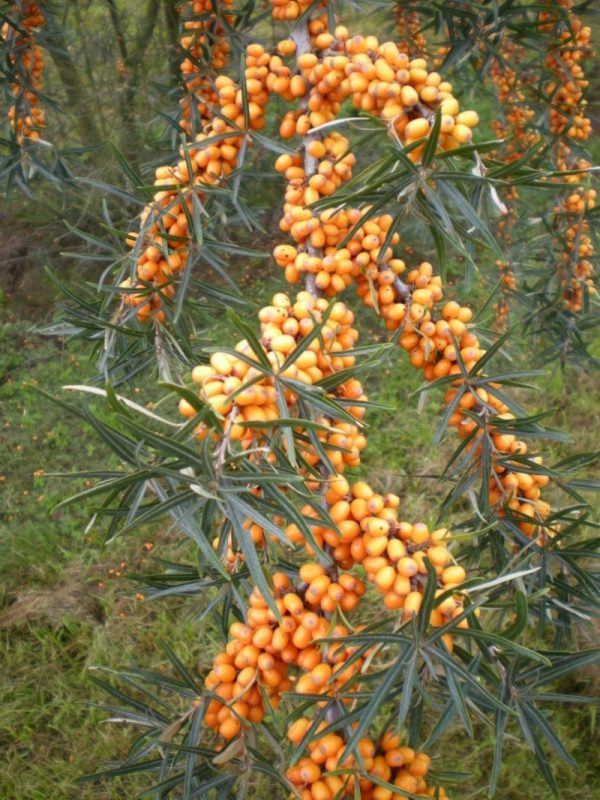 Sea Buckthorn 'Hergo'