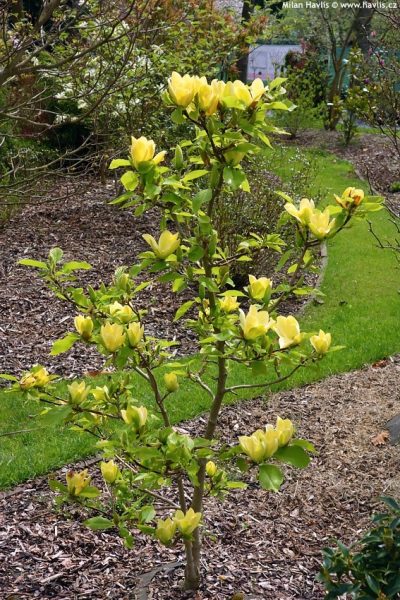 Magnolia brooklynensis 'Yellow Bird'
