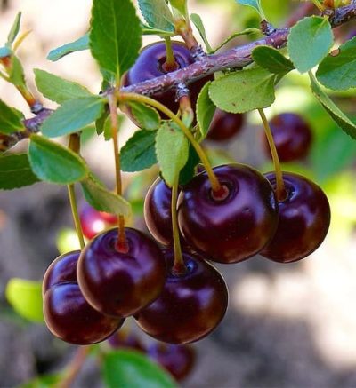 Cupid Sour Cherry