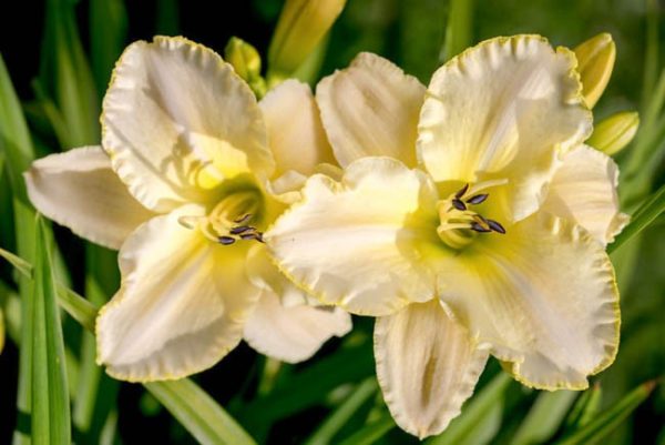 Hemerocallis 'Marquee Moon'