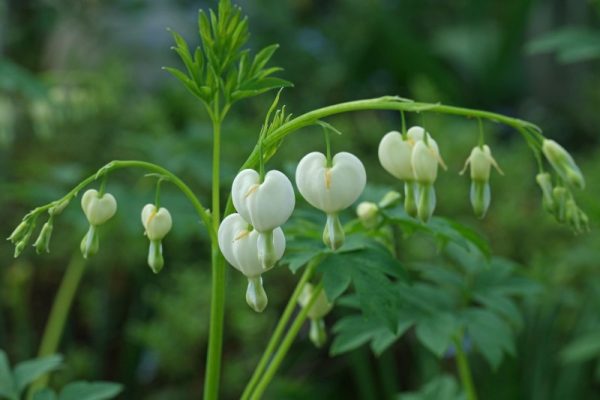 Dicentra spectabilis 'Alba'