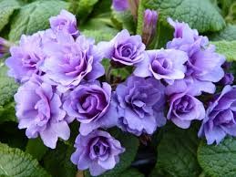 Primevère commune 'Barnhaven Purple Storm'