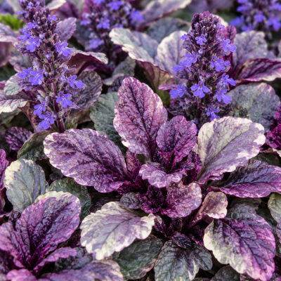 Ajuga reptans 'Burgundy Glow'
