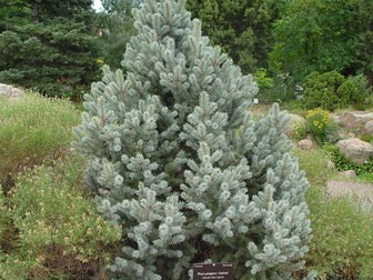 Picea pungens 'Corbet'