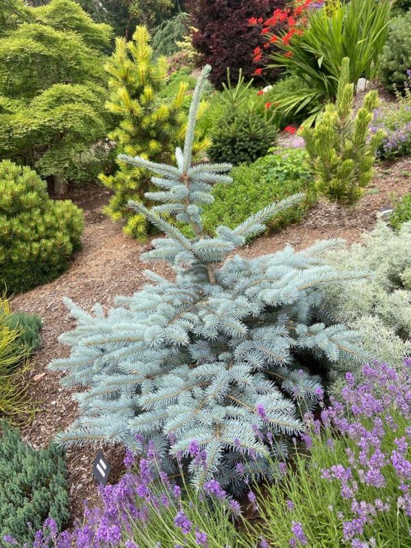 Picea pungens 'Filip's Blue Compact'