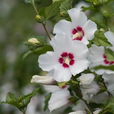Rose Of Sharon