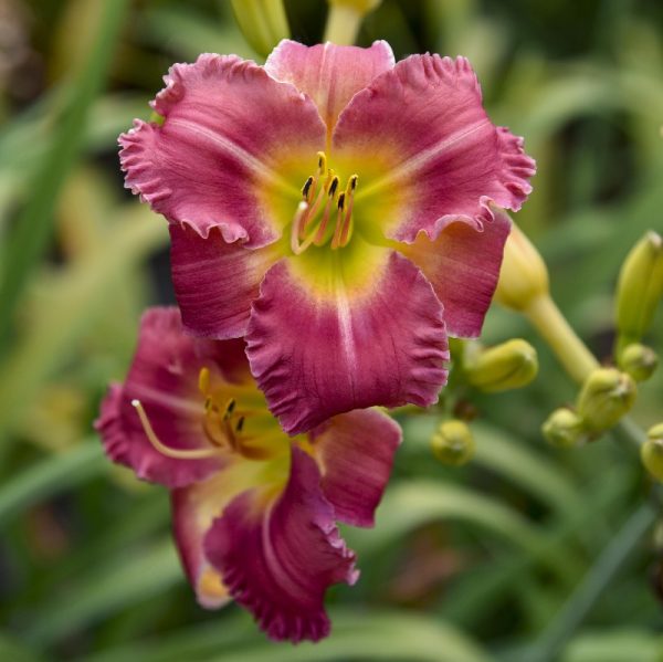 Earlybird Cardinal Daylily