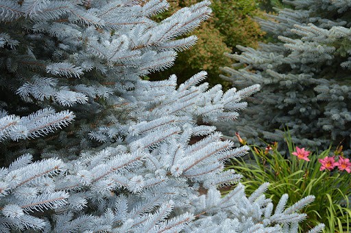 Picea pungens 'Iseli Foxtail'