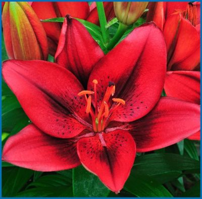 Lilium asiaticum 'Tiny Rocket'