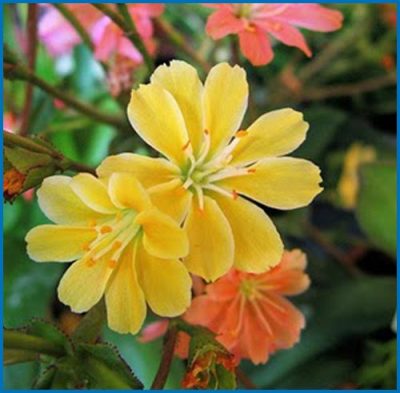 Lewisia cotyledon 'Rainbow'