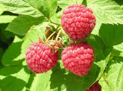 Raspberry 'Festival'
